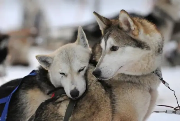 Plemeno husky (34 fotografií)