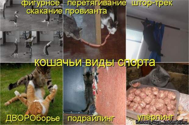 Лучшие котоматрицы недели (50 фото)