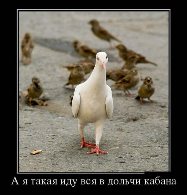 Подборка смешных демотиваторов для позитива (11 фото) Подборка смешных демотиваторов для позитива (11 фото)
