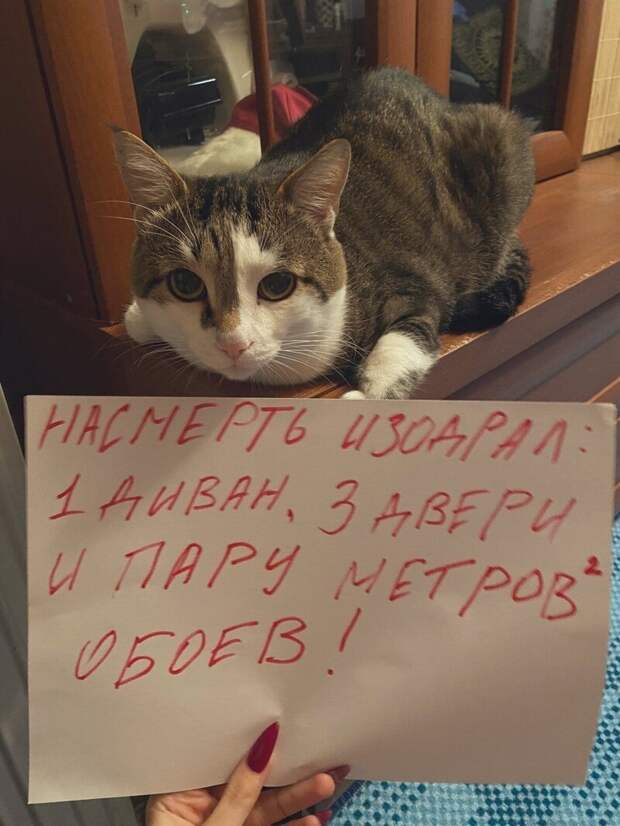 11. Гроза мебели