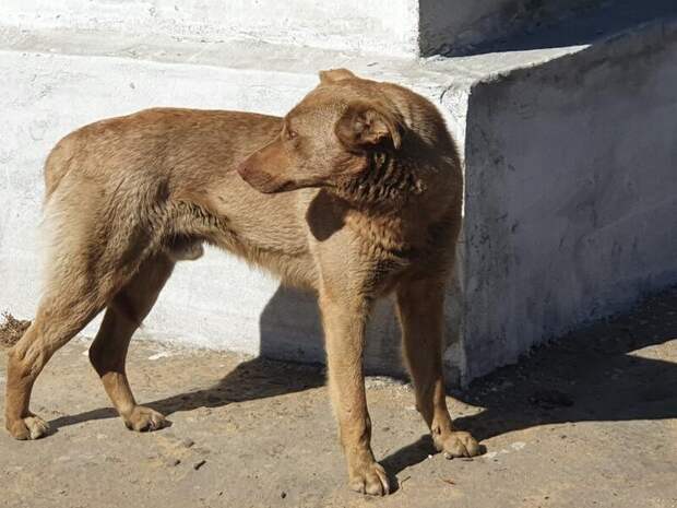 Сбившая собаку в центре Читы машина могла быть учебной