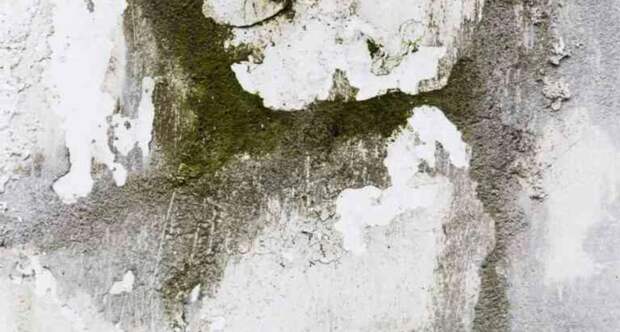 Почему в доме появляется плесень: виновата точка росы