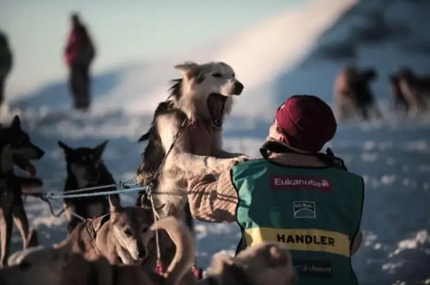 Plemeno husky (34 fotografií)