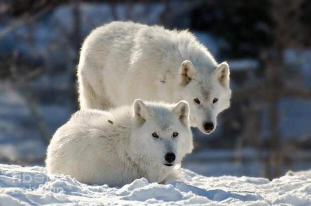 Волки: виды волков, описание, характер, ареал обитания