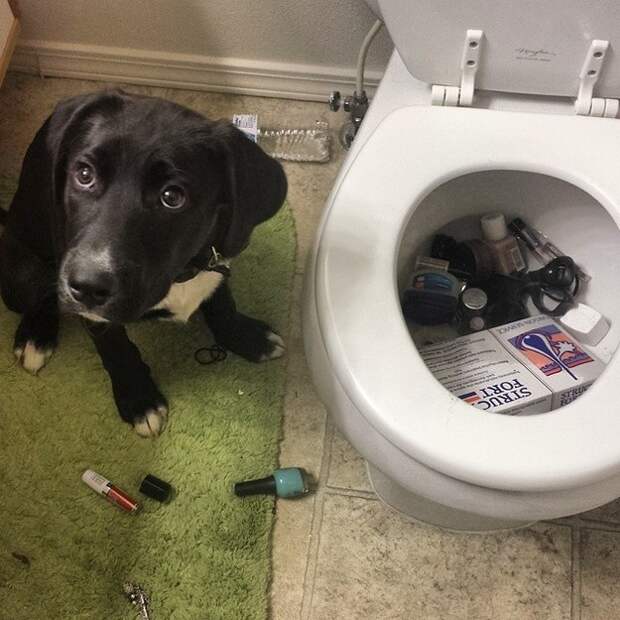 This dog who wanted to make a point: