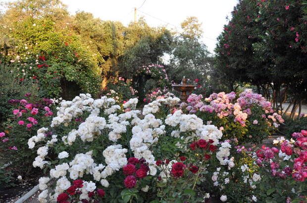 2835299_beautifulflowergarden6 (700x465, 140Kb)