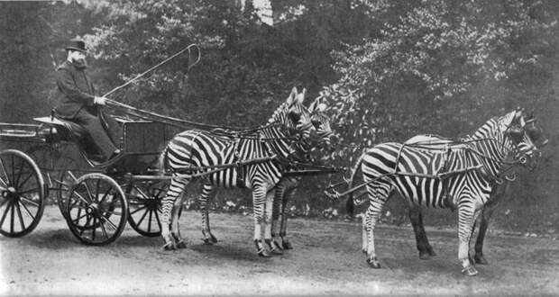 Британский банкир и владелец зоопарка Лайонел Ротшильд в повозке с зебрами