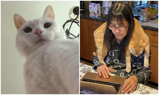 20 забавнейших котеек, которые не дают хозяевам скучать