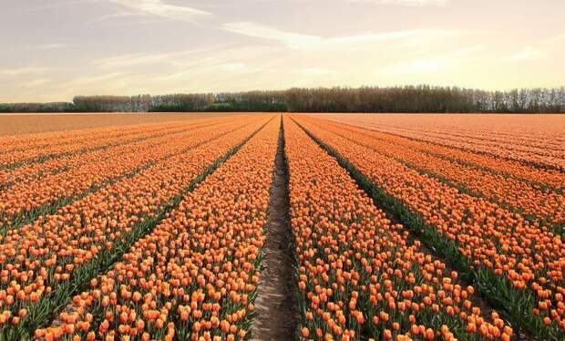 В Нидерландах расцвели 7 миллионов тюльпанов: необыкновенные кадры Тюльпаны, голландия, красиво, красивый вид, нидерланды, природа, фото, цветы