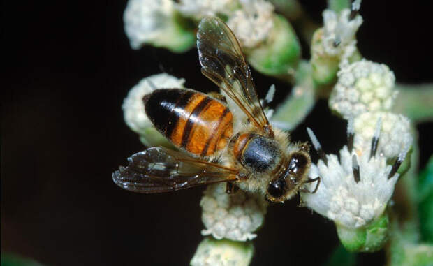 Пчела-убийца Дикие медоносные пчелы Африки весьма отличаются от тех, к которым привыкли пасечники цивилизованного мира. В XX веке их пробовали привнести в Южную Америку, откуда вид распространился на север — здесь им и дали прозвище «пчелы-убийцы». Эти насекомые нападают только тогда, когда решают защитить улей. Яд их чрезвычайно токсичен и способен убить человека за считанные минуты.