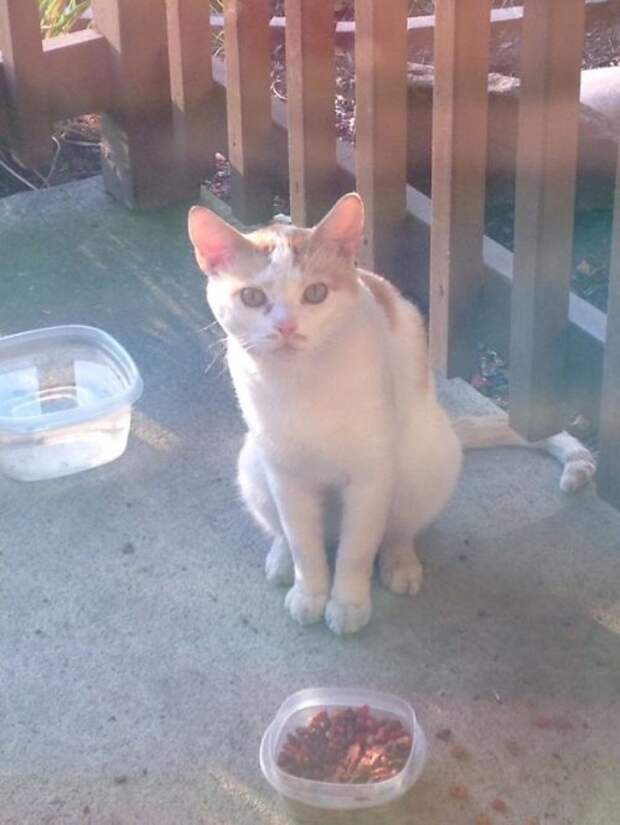 Кошки с причудливым окрасом шерсти коты, кошки, прикольный окрас кошек.