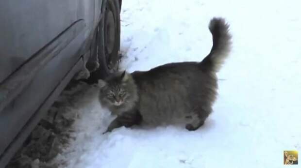 Его бросили в холодный подвал в разгар лютой зимы… Если бы не эта кошка, то он бы просто не выжил!
