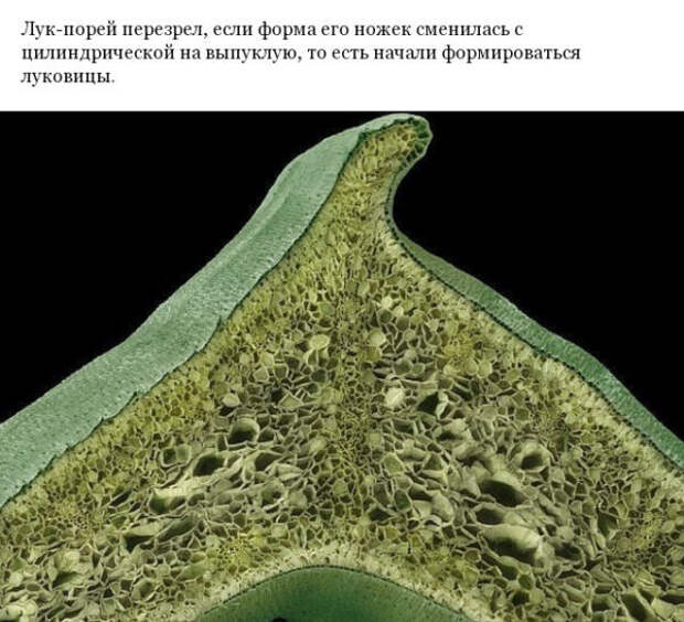 Фото различных предметов под микроскопом