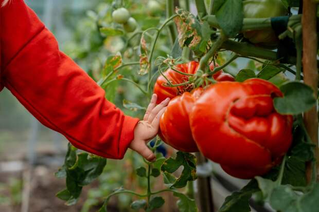 Названы четыре продукта для профилактики рака