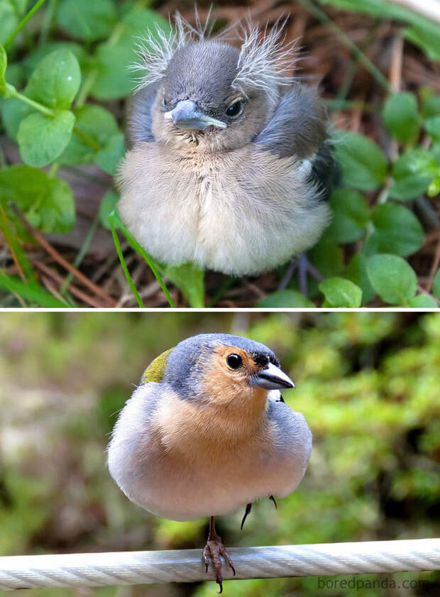 Как выглядят птенцы некоторых птиц