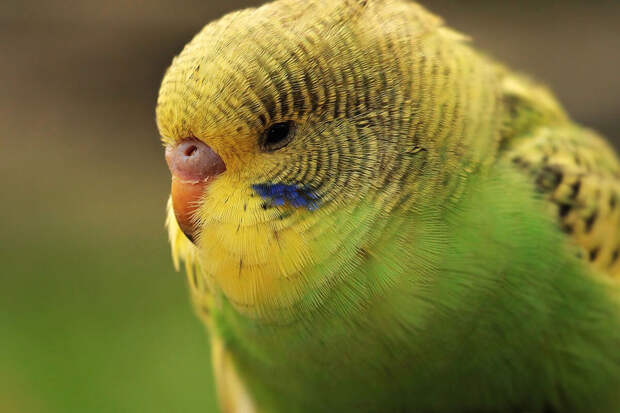 Японец взял в заложники попугаев женщины, требуя с ней встречу