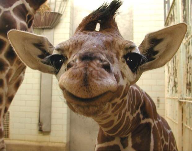 Bigpicture ru adorable baby animals 5
