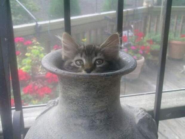 Коты, выглядывающие из своих укрытий (25 фото)