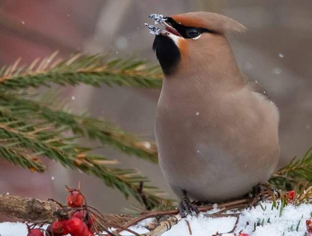 мосприрода 140220.jpg мосприрода 140220.jpg