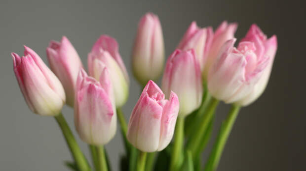 Универсальных средств не существует: как продлить жизнь подаренным на 8 Марта цветам