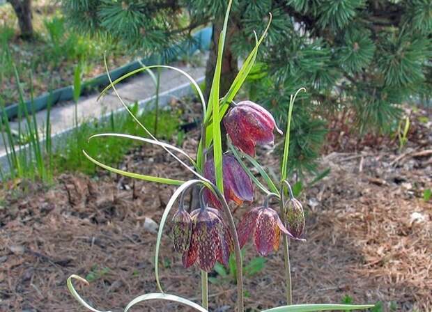 Fritillaria montana (рябчик горный). Фото: Михаил Полотнов