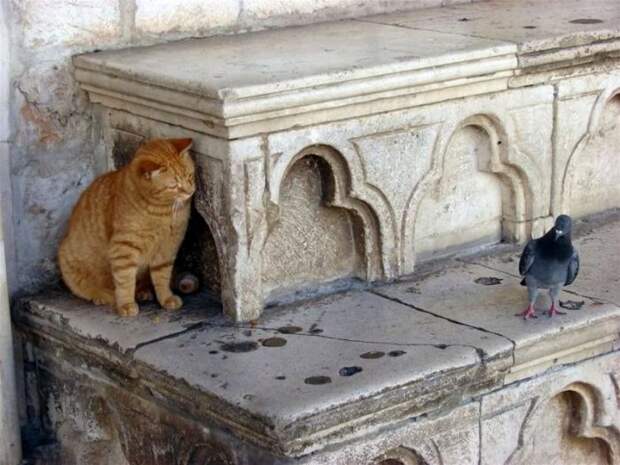 Коты, выглядывающие из своих укрытий (25 фото)