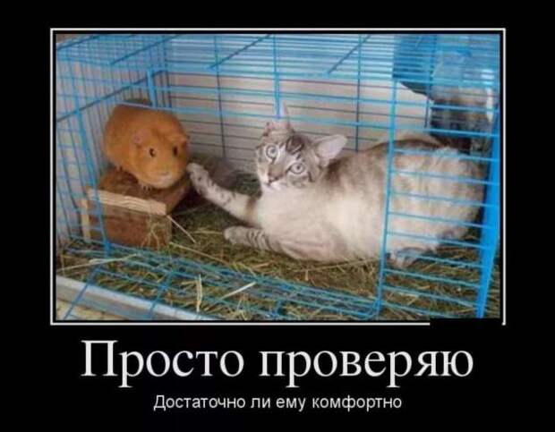 Демотиваторы. Подборка chert-poberi-dem-chert-poberi-dem-18020919052020-6 картинка chert-poberi-dem-18020919052020-6
