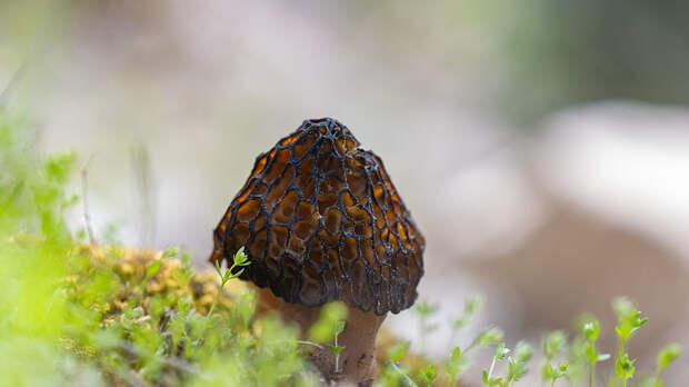 Миколог Вишневский разъяснил, какие грибы можно будет найти в лесу весной