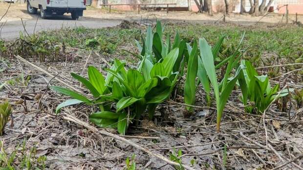 До +22 градусов. Какая погода ждет Алтайский край 24 апреля