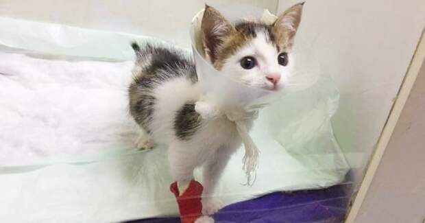 Котенок стоит