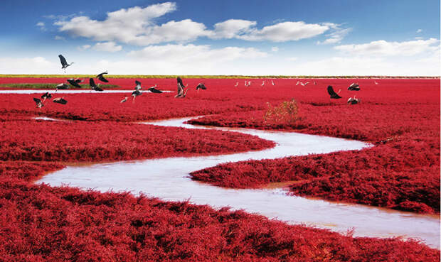 Красный пляж Паньцзинь, Китай красивые места, красота, невероятные места, фото