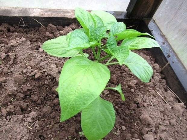 Как формировать перец для богатого урожая в теплице и как правильно поливать