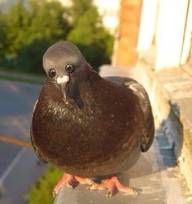 Pigeon