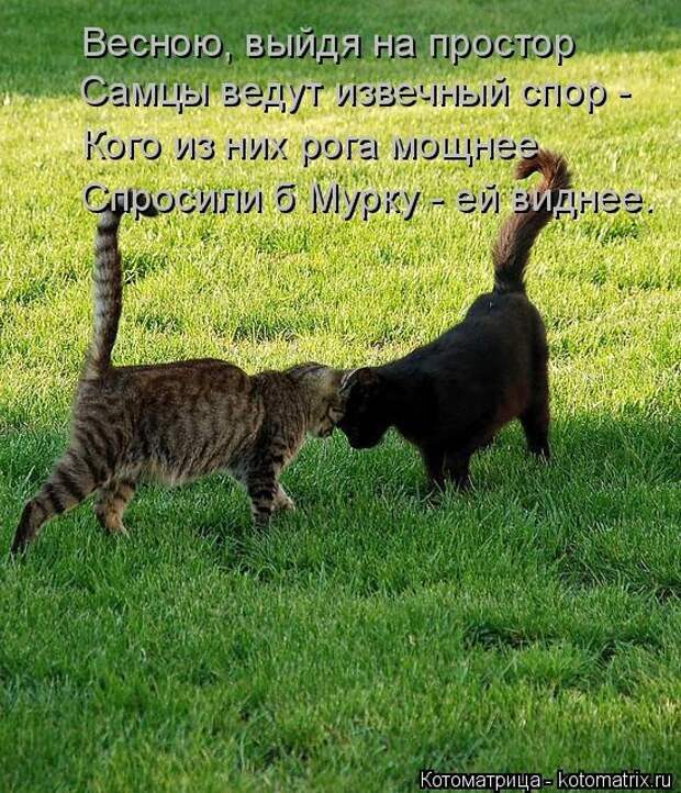 Котоматрицы