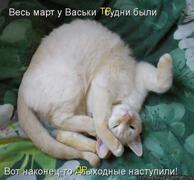 Лучшие котоматрицы недели (50 фото)