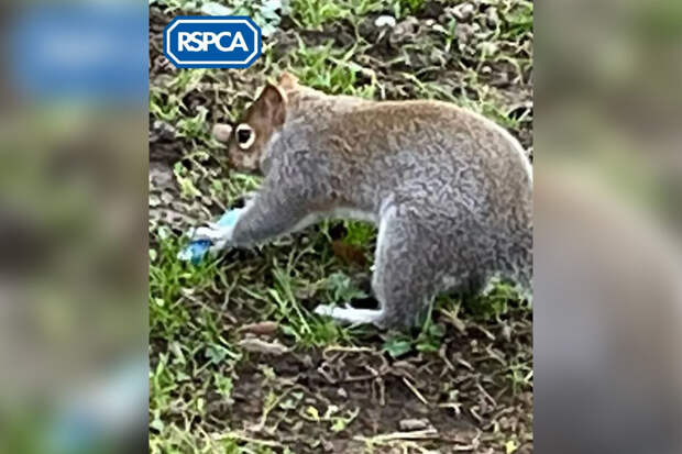Metro: видео с курящей вейп белкой в центре Лондона стало вирусным