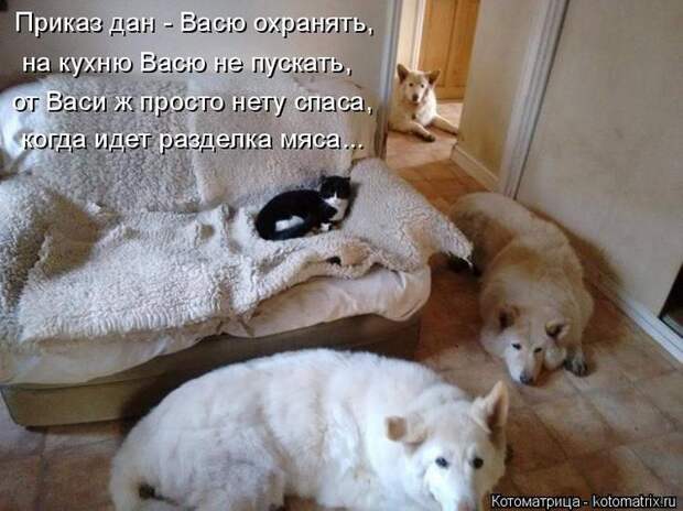 Котоматрицы