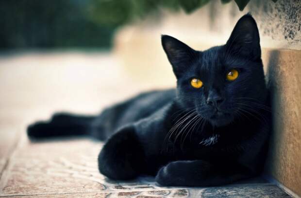 black_cat_0