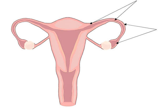 MIT: ученые сохранили жизнеспособность матки вне человеческого тела на 24 часа