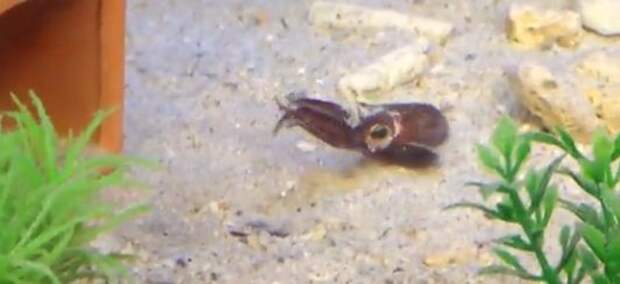 У берегов Окинавы обнаружен новый вид головоногих моллюсков
