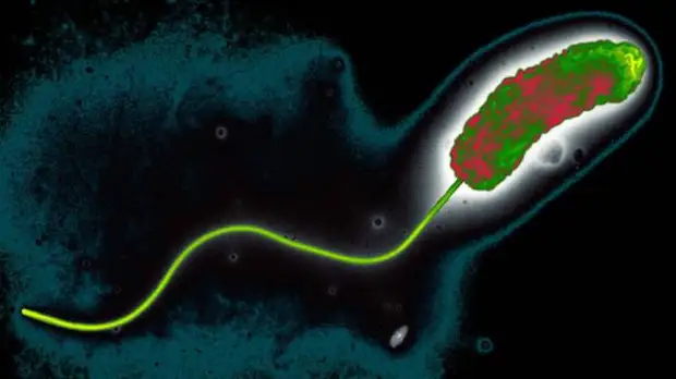 Холера на нашу голову? В России усиливают меры профилактики опасной инфекции