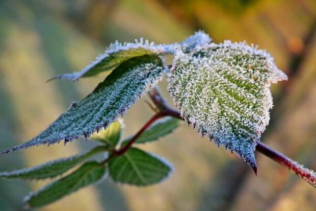 В Липецкой области из-за заморозков погибла половина урожая плодово-ягодных культур