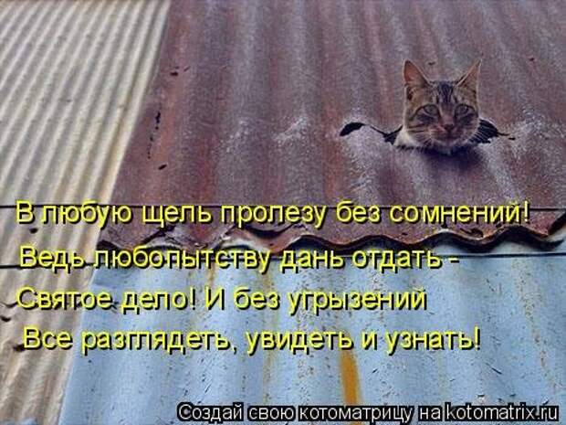 Котоматрица. Свежак (26 фото)