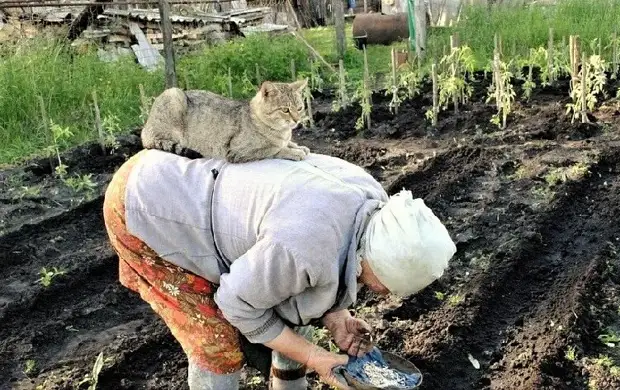 Мастера на все четыре лапки: фото четвероногих помощников по хозяйству