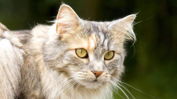 Почему кот смотрит в пустоту? Не магия, а острый слух и древние инстинкты