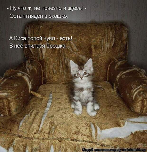 Лучшие котоматрицы недели (50 фото)