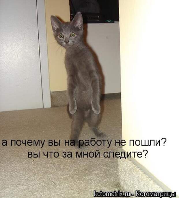 Котоматрица. Мысли вслух : )