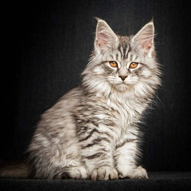 NewPix.ru - Американская енотовая кошка Maine Coon
