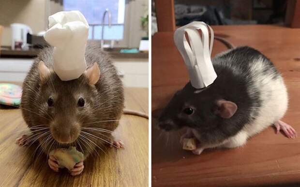 Снимки с забавными крысами, которые изменят ваше отношение к ним