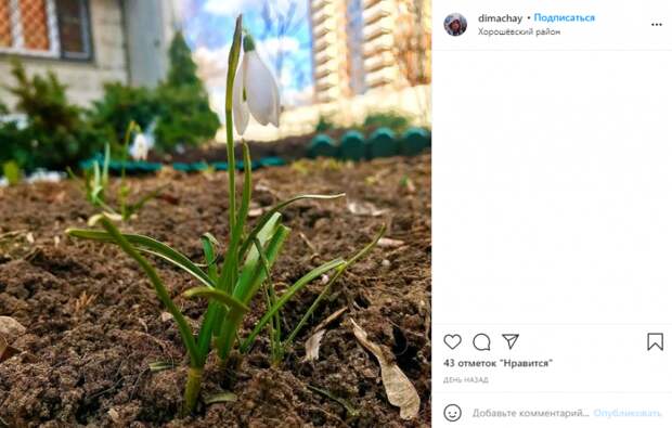 Фото дня: в Хорошевском зацвели первые подснежники